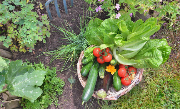 istock fresh vegetables in a wicker basket in a garden 1351430886