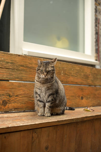 istock cat sitting on the street 1351430996