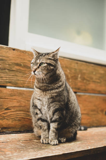 istock cat sitting on the street 1351431036
