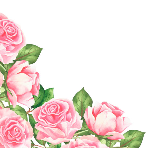 illustrazioni stock, clip art, cartoni animati e icone di tendenza di rose rosa. striscione vintage ad acquerello. isolato su sfondo bianco. per il tuo design. - bride backgrounds white bouquet
