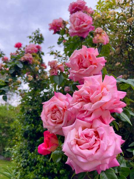 Vertical closeup photo of a spray of pink roses in a cottage garden in Spring. Armidale, New England high country, NSW