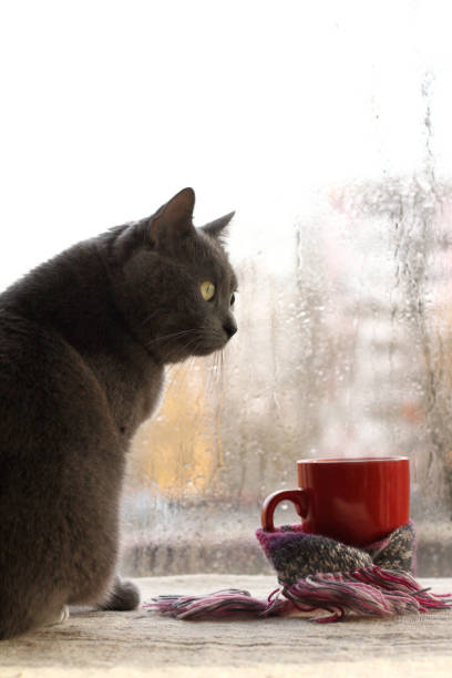 istock warming atmosphere of autumn coffee break 1351434247