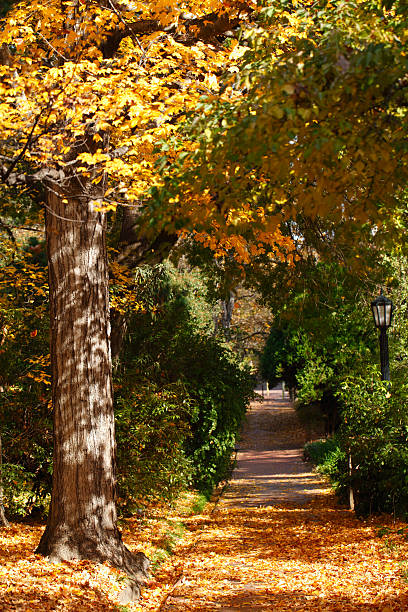 Parco di Vicolo in autunno - foto stock