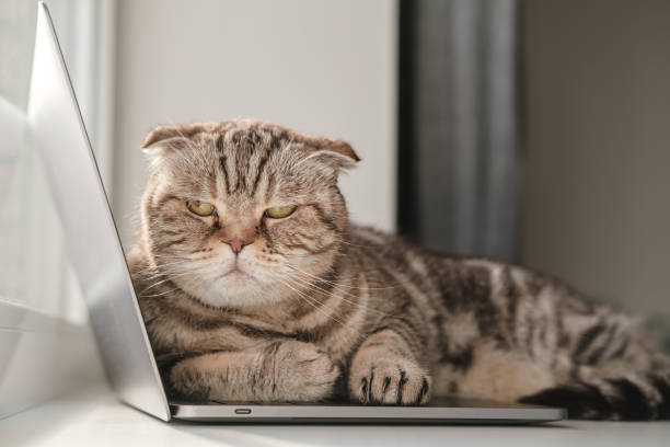 Dissatisfied cat Scottish Fold from lack of attention lay down on the ultrabook and prevents the owner from working with a laptop Dissatisfied, angry cat Scottish Fold from boredom and lack of attention lay down on the ultrabook keyboard and prevents the owner from working with a laptop. overworked funny stock pictures, royalty-free photos & images