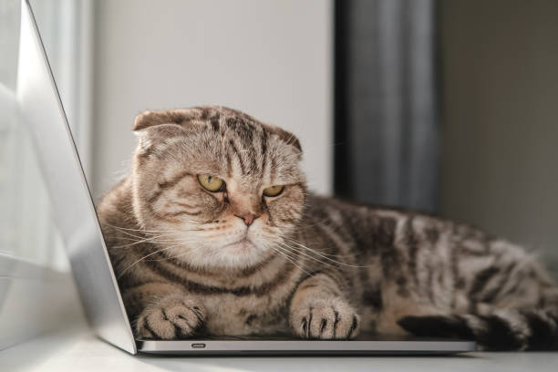 istock Sad cat, bored and lacking in attention, lay down on the ultrabook keyboard and did not allow the owner to continue working. 1351435144