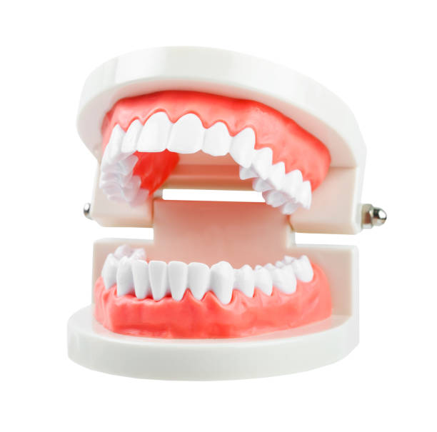 istock Teeth model wire dental braces isolated on white background 1351436174