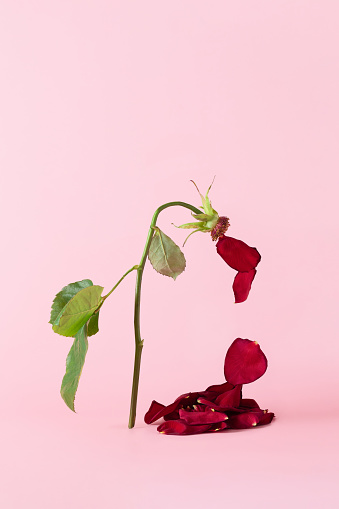 Red wilted rose flower with falling petals on pastel pink background. Love, Still life concept