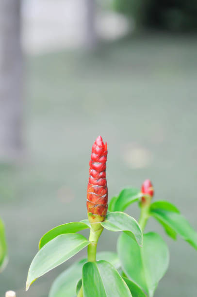 istock Costus speciosus, Crape ginger or Malay ginger or Spiral flag 1351436346