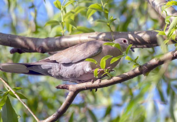 Dove on tree branch, sunset. Clear blue sky in the background.