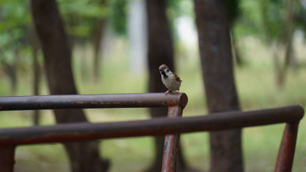 istock Sparrow perched on a fence stock photo 1351436639