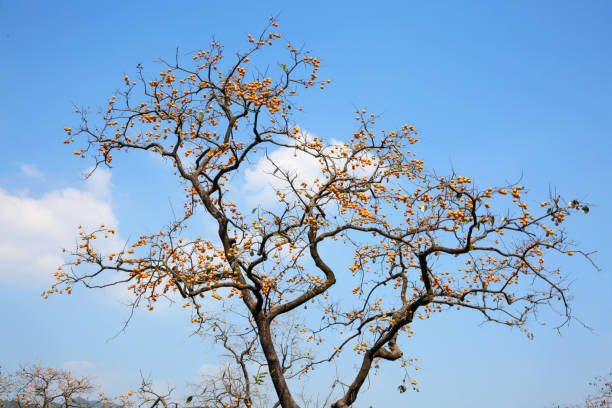 Persimmon Trees in Autumn stock photo
