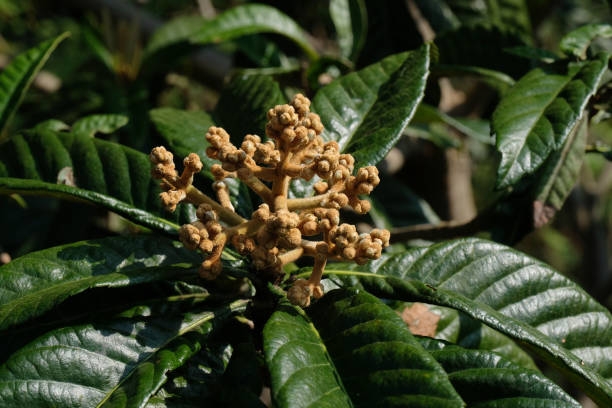 istock Loquat flower on natural background 1351436722
