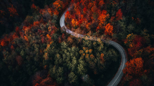 istock Curved winding road in the forest in the fall 1351436749