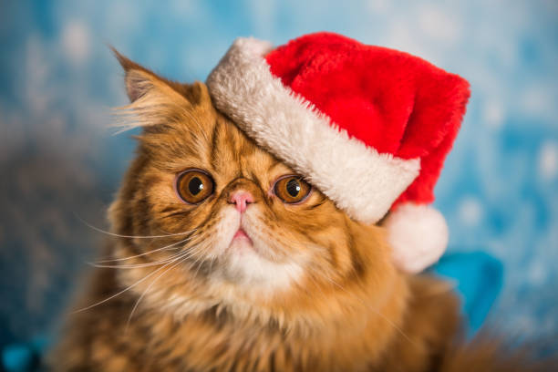 istock Angry cat in red Santa Claus hat on Christmas 1351436826