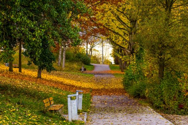 istock Multicolored autumn in the park, footpath, bench 1351438834