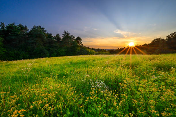 Sunset in a beautiful landscape. Sunset on a beautiful flowering meadow. Dramatic sky with sunbeams. agritourism stock pictures, royalty-free photos & images