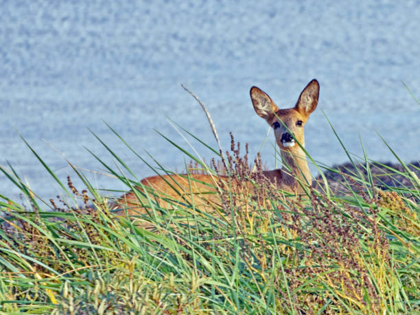 Close up of a deer, Capreolus capreolus, in the middle of dunes stock photo