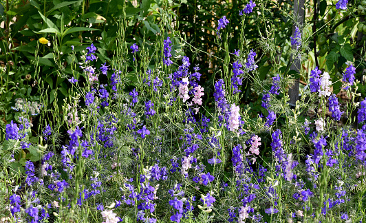 Blue Delphinium elatum in the garden