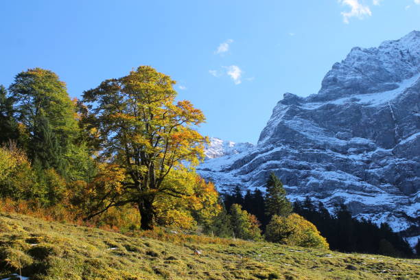istock Autumn mood in the Alps 1351440218