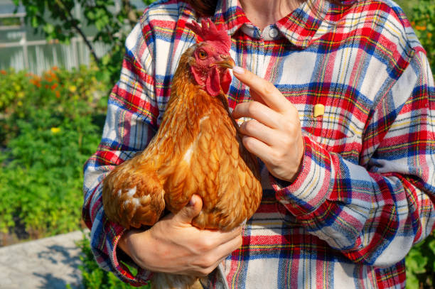 istock Woman holding hen in her hands. 1351441435