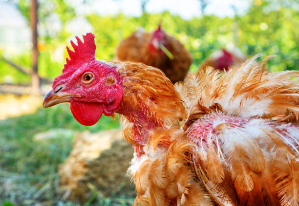 깃털을 떨어뜨린 아픈 암탉. 암탉에 닭 이가. 건강에 해로운 치킨 초상화. - avian flu virus 뉴스 사진 이미지