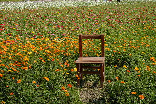 The chair in blooming Cosmos bipinnatus.