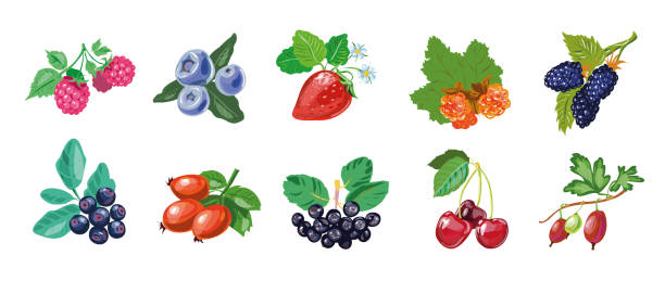 ilustraciones, imágenes clip art, dibujos animados e iconos de stock de colección de bayas dibujadas a mano estilo realista, bayas en juego aisladas sobre blanco - gooseberry fruit bush green