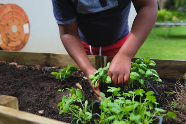 istock Planting fresh herbs in the garden 1351442721