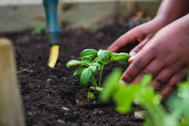 istock Young boy plants fresh herbs in the garden 1351442781