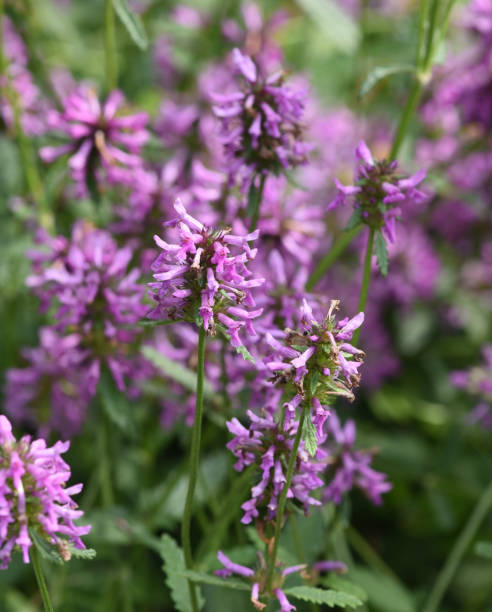 istock Ziest, Stachys officinalis 1351443490
