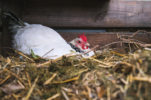 A white hen is nesting in a compost heap in the garden.