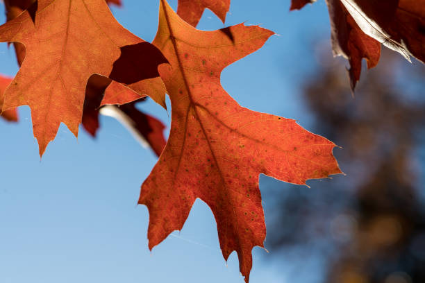 красные листья северного красного дуба (quercus rubra) - autumn light leafes color image стоковые фото и изображения