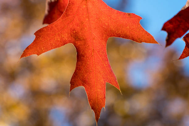 красные листья северного красного дуба (quercus rubra) - autumn light leafes color image стоковые фото и изображения