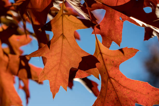 красные листья северного красного дуба (quercus rubra) - autumn light leafes color image стоковые фото и изображения