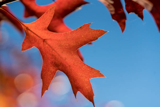 красные листья северного красного дуба (quercus rubra) - autumn light leafes color image стоковые фото и изображения