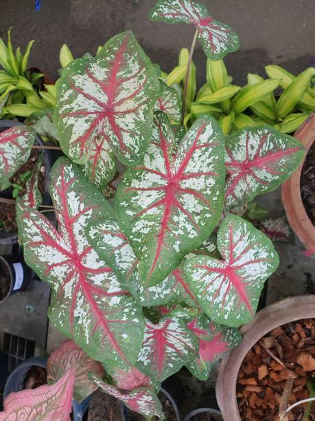 istock Caladium is a beautiful heart-shaped ornamental tree. There are many different colors. 1351443993