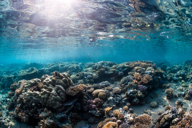 Red Sea Landscape Natural light landscape photo of the pristine coral of the Egyptian Red Sea dahab photos stock pictures, royalty-free photos & images