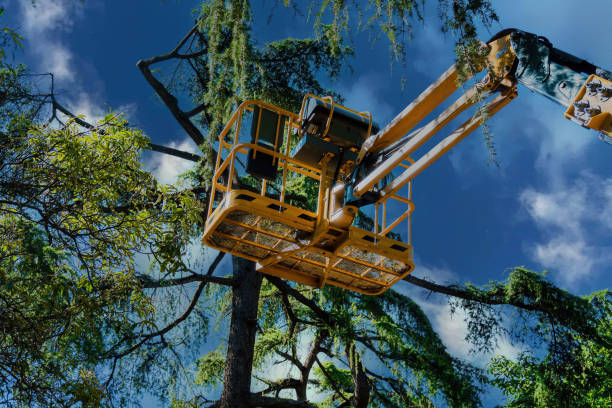 piattaforma elevatrici utilizzata per ispezionare gli alberi - tree stump tree working environment foto e immagini stock