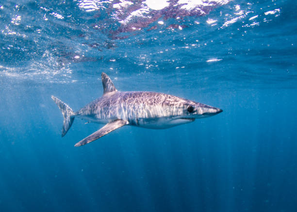 istock Short-fin Mako Shark 1351444052