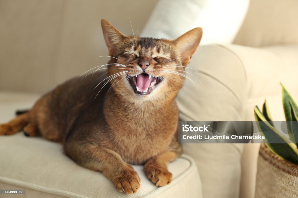 Beautiful Abyssinian cat on sofa at home. Lovely pet Domestic Cat Stock Photo