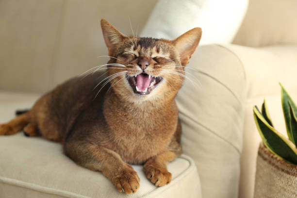 beautiful abyssinian cat on sofa at home. lovely pet - mouth open imagens e fotografias de stock