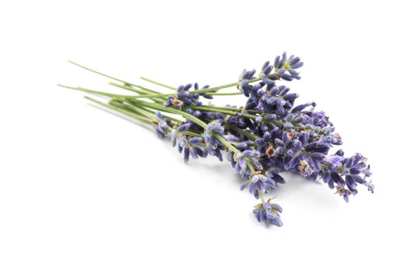 istock Beautiful blooming lavender flowers on white background 1351444820