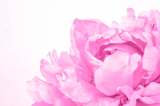 Tinted peony flower close up with copy space