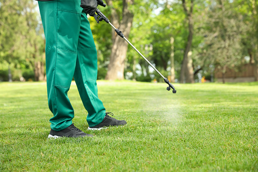 Worker spraying pesticide onto green lawn outdoors, closeup. Pest control