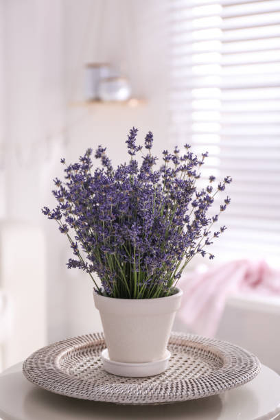 istock Beautiful lavender flowers on white table indoors 1351445136