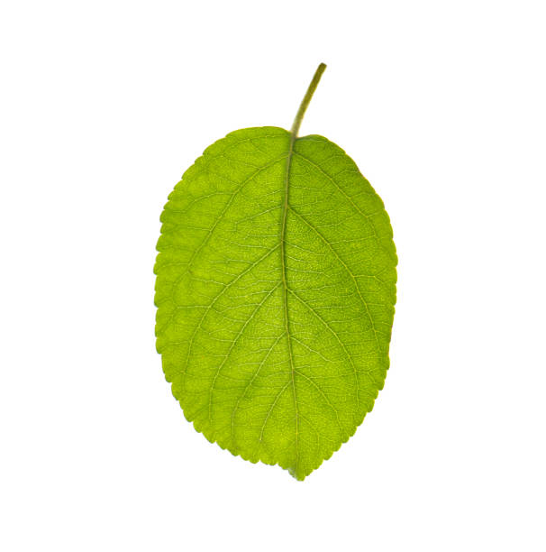 istock Green leaf of apple tree isolated on white 1351445374