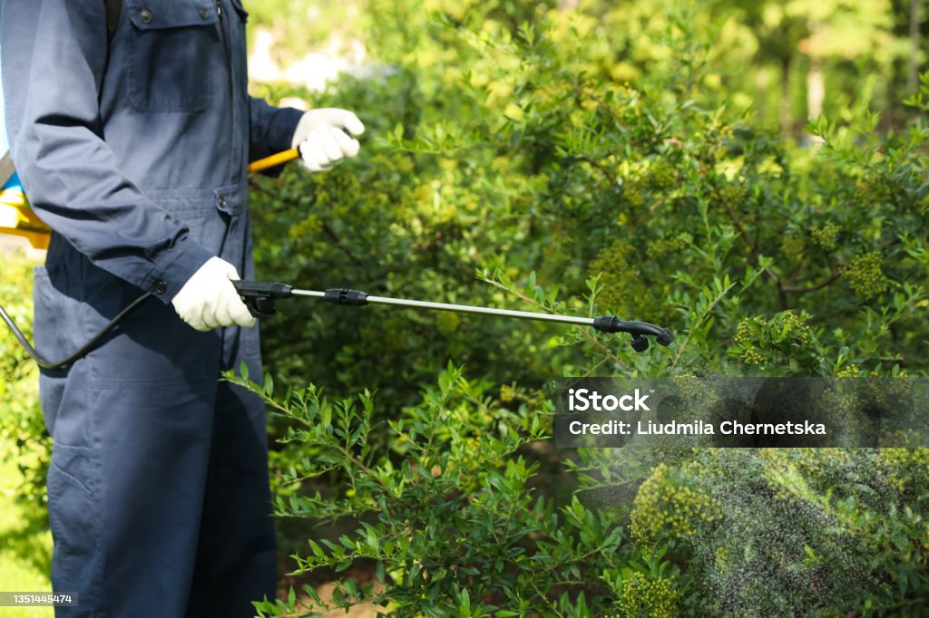 Worker spraying pesticide onto green bush outdoors, closeup. Pest control Crop Sprayer Stock Photo