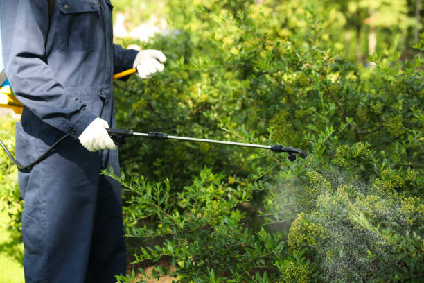 Worker spraying pesticide onto green bush outdoors, closeup. Pest control Worker spraying pesticide onto green bush outdoors, closeup. Pest control exterminator photos stock pictures, royalty-free photos & images