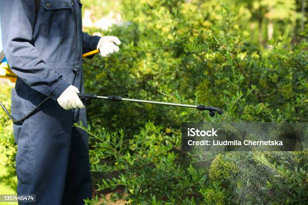 Worker Spraying Pesticide Onto Green Bush Outdoors Closeup Pest Control Stock Photo - Download Image Now