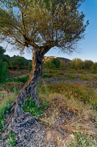 ancient olive tree near a medieval town stock photo